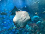 大分マリーンパレス水族館 「うみたまご」に投稿された画像（2024/4/4）