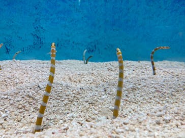 大分マリーンパレス水族館 「うみたまご」に投稿された画像（2024/4/4）