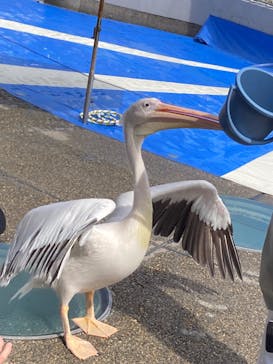 大分マリーンパレス水族館 「うみたまご」に投稿された画像（2024/4/4）