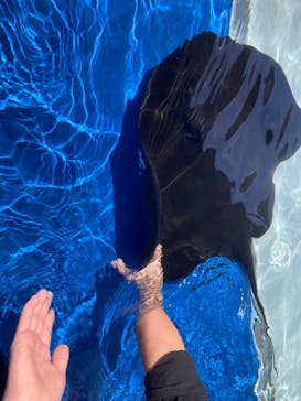 大分マリーンパレス水族館 「うみたまご」に投稿された画像（2024/4/4）