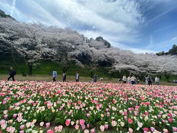 浜名湖花博2024に投稿された画像（2024/4/4）