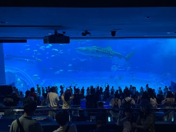 沖縄美ら海水族館に投稿された画像（2024/4/4）