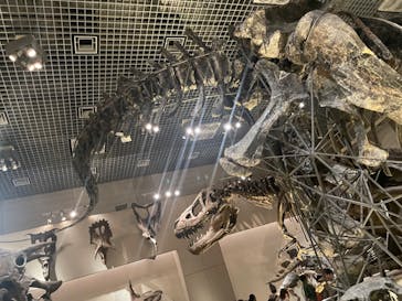 国立科学博物館に投稿された画像（2024/4/4）