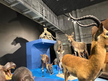 特別展「大哺乳類展３－わけてつなげて大行進」に投稿された画像（2024/4/4）
