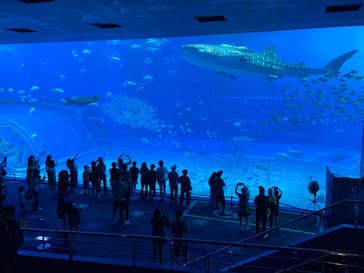 沖縄美ら海水族館に投稿された画像（2024/4/4）
