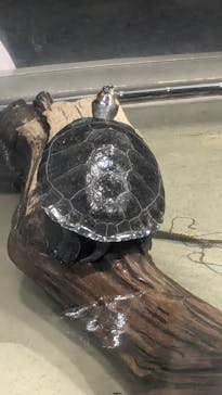 カワスイ 川崎⽔族館に投稿された画像（2024/4/4）