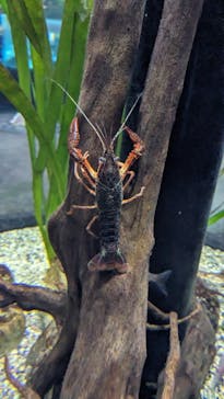 カワスイ 川崎⽔族館に投稿された画像（2024/4/4）