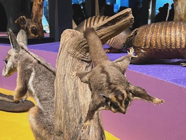 特別展「大哺乳類展３－わけてつなげて大行進」に投稿された画像（2024/4/4）