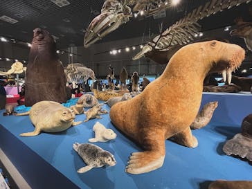 特別展「大哺乳類展３－わけてつなげて大行進」に投稿された画像（2024/4/4）