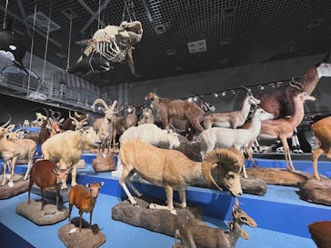 特別展「大哺乳類展３－わけてつなげて大行進」に投稿された画像（2024/4/4）