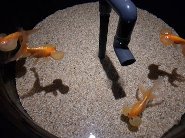 AQUARIUM × ART　atoaに投稿された画像（2024/4/4）