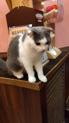 猫カフェモカ イオンモール大日店に投稿された画像（2024/4/4）