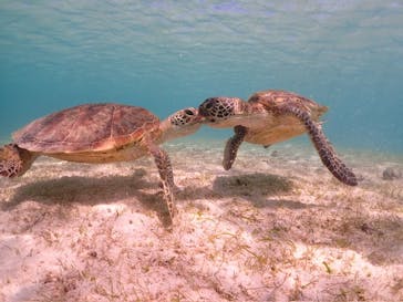 宮古島マリンショップSmileyに投稿された画像（2024/4/4）