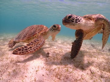 宮古島マリンショップSmileyに投稿された画像（2024/4/4）