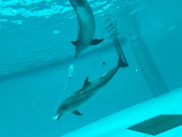 しながわ水族館に投稿された画像（2024/4/4）