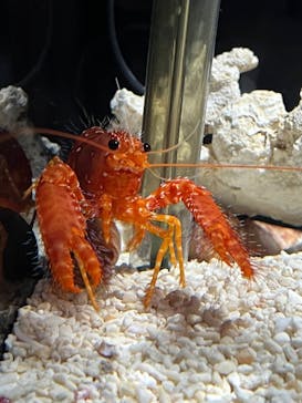 しながわ水族館に投稿された画像（2024/4/4）