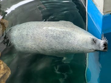 しながわ水族館に投稿された画像（2024/4/4）