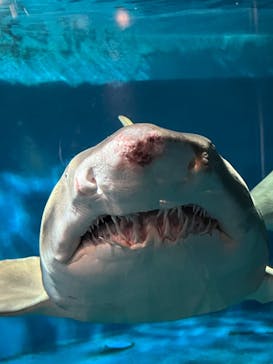 しながわ水族館に投稿された画像（2024/4/4）