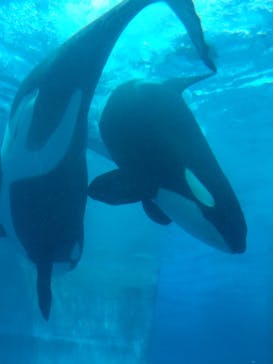 名古屋港水族館に投稿された画像（2024/4/4）