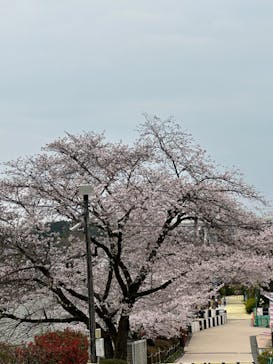 東京サマーランドに投稿された画像（2024/4/4）