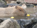 伊豆シャボテン動物公園に投稿された画像（2024/4/4）