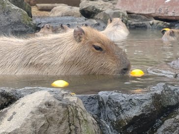 伊豆シャボテン動物公園に投稿された画像（2024/4/4）