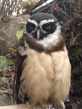 伊豆シャボテン動物公園に投稿された画像（2024/4/4）