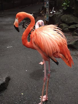 伊豆シャボテン動物公園に投稿された画像（2024/4/4）