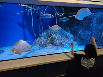 竹島水族館に投稿された画像（2024/4/4）