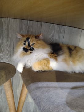 猫カフェモカ　立川店に投稿された画像（2024/4/4）