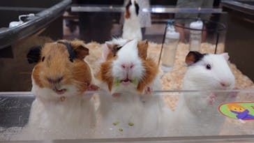 いきもの探検隊上尾に投稿された画像（2024/4/4）