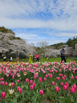 浜名湖花博2024に投稿された画像（2024/4/4）
