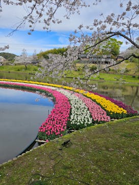 浜名湖花博2024に投稿された画像（2024/4/4）