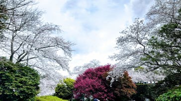 浜名湖花博2024に投稿された画像（2024/4/4）
