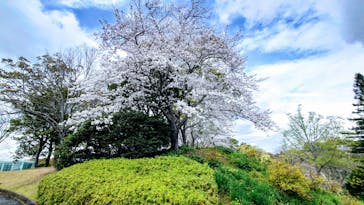 浜名湖花博2024に投稿された画像（2024/4/4）