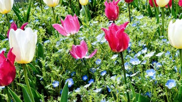 浜名湖花博2024に投稿された画像（2024/4/4）