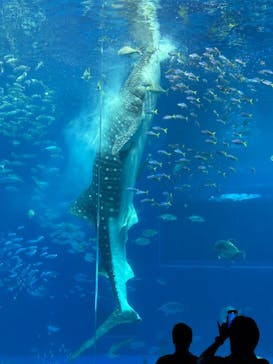沖縄美ら海水族館に投稿された画像（2024/4/4）