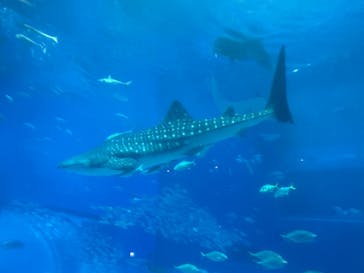 沖縄美ら海水族館に投稿された画像（2024/4/4）