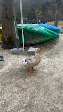 NESTA RESORT KOBE（ネスタリゾート神戸）に投稿された画像（2024/4/4）