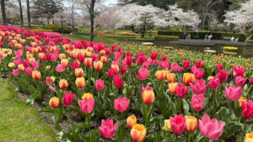 浜名湖花博2024に投稿された画像（2024/4/4）