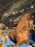 特別展「大哺乳類展３－わけてつなげて大行進」に投稿された画像（2024/4/4）