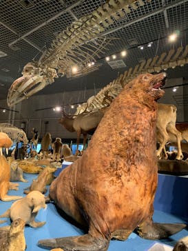 特別展「大哺乳類展３－わけてつなげて大行進」に投稿された画像（2024/4/4）