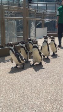 アクアワールド茨城県大洗水族館に投稿された画像（2024/4/4）
