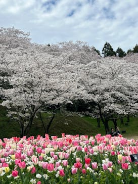 浜名湖花博2024に投稿された画像（2024/4/4）