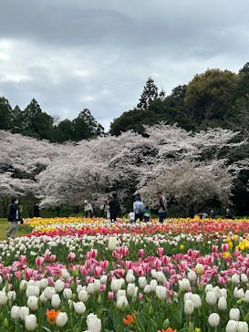 浜名湖花博2024に投稿された画像（2024/4/4）