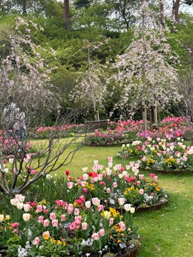 浜名湖花博2024に投稿された画像（2024/4/4）