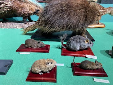 特別展「大哺乳類展３－わけてつなげて大行進」に投稿された画像（2024/4/4）