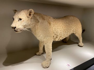 特別展「大哺乳類展３－わけてつなげて大行進」に投稿された画像（2024/4/4）