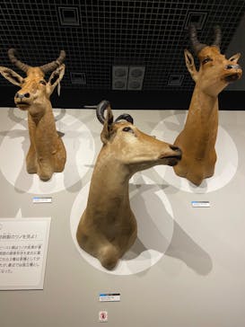 特別展「大哺乳類展３－わけてつなげて大行進」に投稿された画像（2024/4/4）