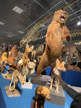 特別展「大哺乳類展３－わけてつなげて大行進」に投稿された画像（2024/4/4）